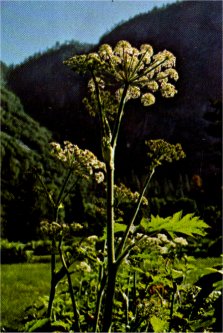 Cow Parsnip, Heracleum lanatum