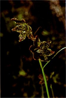 Davidson’s Fritillary, Fritillaria pinetorum