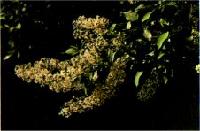 Deer Brush, Ceanothus integerrimus