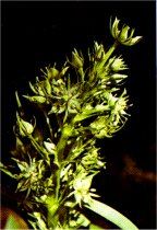 Deer’s Tongue, Frasera speciosa