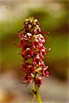 Elephant Heads, Pedicularis groenlandica