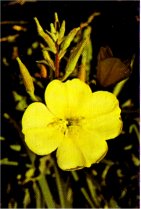 Evening Primrose, Oenothera hookeri