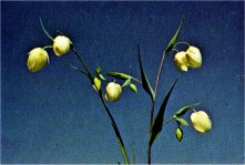 Fairy Lantern, Calochortus albus