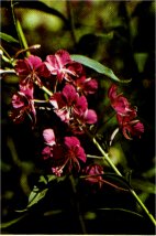 Fireweed, Epilobium angustifolium