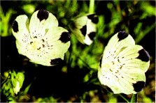 Five-Spot, Nemophila maculata
