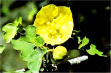 Flannel Bush, Fremontia californica