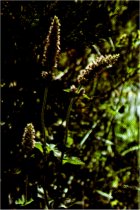 Giant Hyssop, Agastache urticifolia