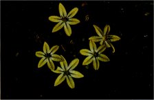 Golden Brodiaea, (Brodiaea lutea var. scabra