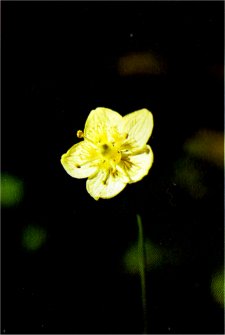 Grass of Parnassus, Parnassia palustris