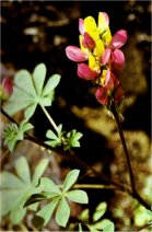 Harlequin Lupine, Lupinus stiversii