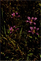 Harvest Brodiaea, Brodiaea elegans