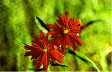 Indian Pink, Silene californica