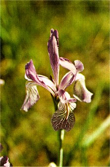 Iris or Western Blue Flag, Iris missouriensis