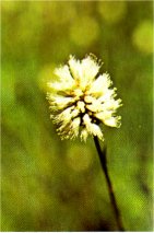 Knotweed, Polygonum bistortoides