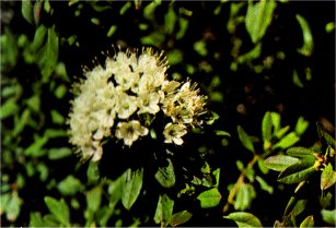 Labrador-Tea, Ledum glandulosum var. californicum