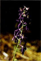 Larkspur, Delphinium nuttallianum