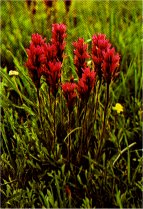 Lemmon’s Paintbrush, Castilleja lemmonii