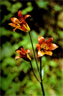 Little Leopard Lily, Lilium parvum