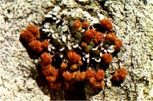 Lobb’s Buckwheat, Eriogonum lobbii