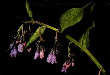 Lungwort or Mountain Bluebell, Mertensia ciliata var. stomatechoides