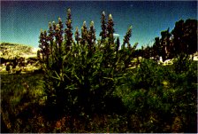 Lupine, Lupinus covillei