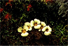 Mariposa Lily, Calochortus leichtlinii