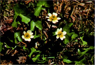 Marsh Marigold, Caltha howellii