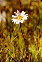 Meadow Aster, Aster alpigenus ssp. andersonii