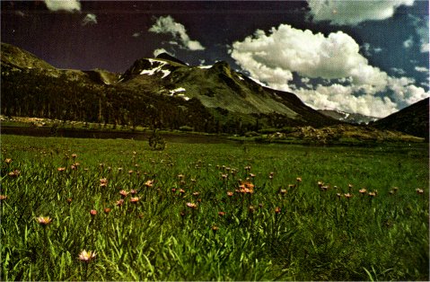 Meadow Asters and Mt. Dana, Aster alpigenus ssp. andersonii