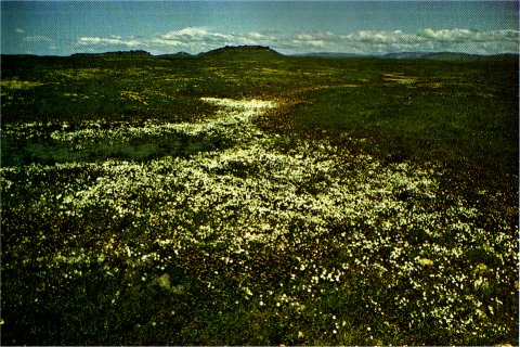 Meadow Foam in Sierra Foothills, Limnanthes douglasii var. rosea