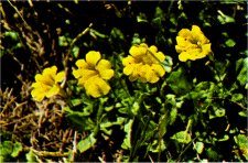 Meadow Monkeyflower, Mimulus primuloides