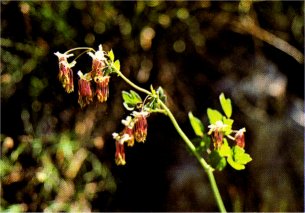 Meadow Rue, Thalictrum fendleri