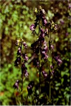 Monkshood, Aconitum columbianum