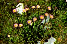 Mountain Daisy, Erigeron peregrinus