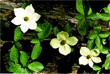 Mountain Dogwood, Cornus nuttallii