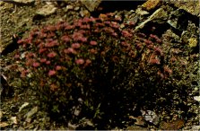 Mountain Pennyroyal, Monardella odoratissima