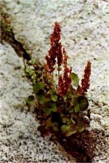 Mountain Sorrel, Oxyria digyna