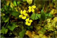 Mountain Violet, Viola purpurea