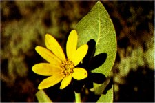 Mule-Ears, Wyethia mollis