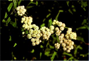 Pearly Everlasting, Anaphalis margaritacea