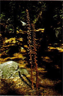 Pinedrops, Pterospora andromedea