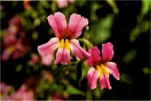 Pink Monkeyflower, Mimulus lewisii Monkeyflower, Pink