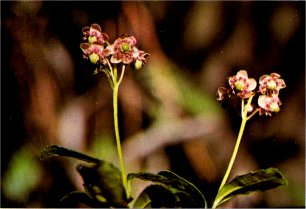 Pipsissewa, Chimaphila umbellata var. occidentalis
