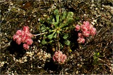 Pussy Paws, Calyptridium umbellatum