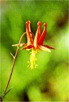 Red Columbine, Aquilegia formosa