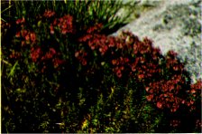 Red or Mountain Heather, Phyllodoce breweri