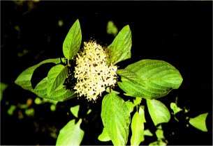 Red Osier Dogwood or American Dogwood, Cornus stolonifera