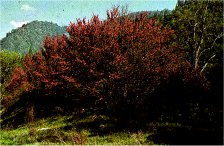 Redbud, Cercis occidentalis