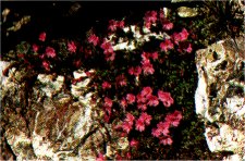 Rock-Fringe, Epilobium obcordatum