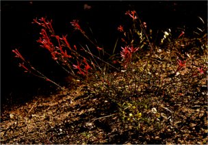 Scarlet Gilia, Ipomopsis aggregata